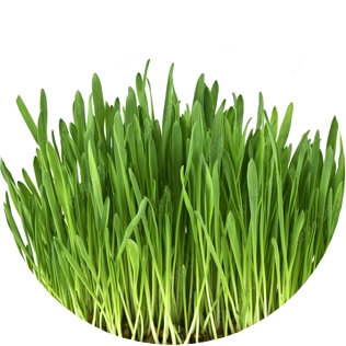Grass-Fed